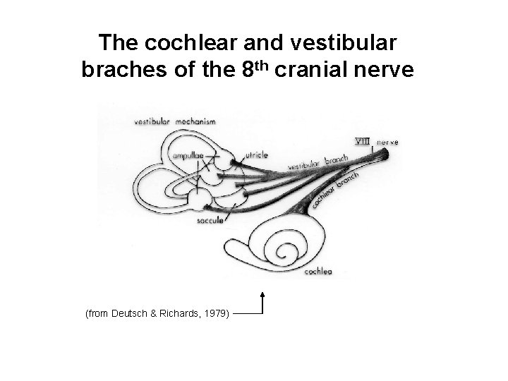 The cochlear and vestibular braches of the 8 th cranial nerve (from Deutsch &