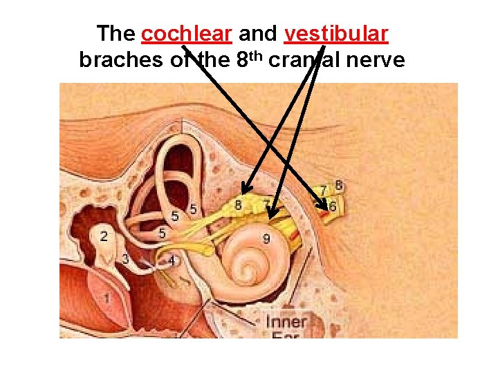 The cochlear and vestibular braches of the 8 th cranial nerve 