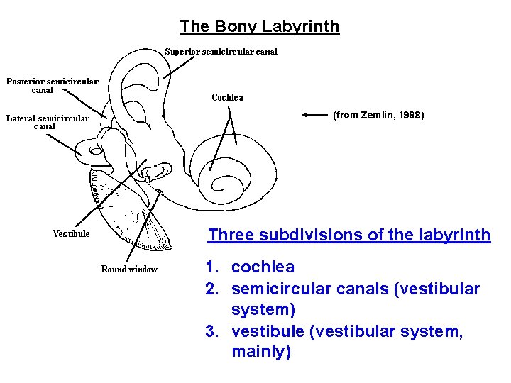 The Bony Labyrinth (from Zemlin, 1998) Three subdivisions of the labyrinth 1. cochlea 2.