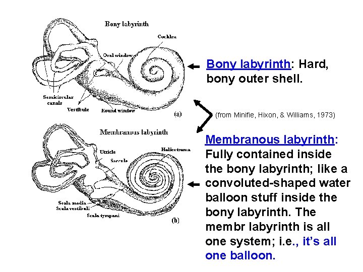 Bony labyrinth: Hard, bony outer shell. (from Minifie, Hixon, & Williams, 1973) Membranous labyrinth: