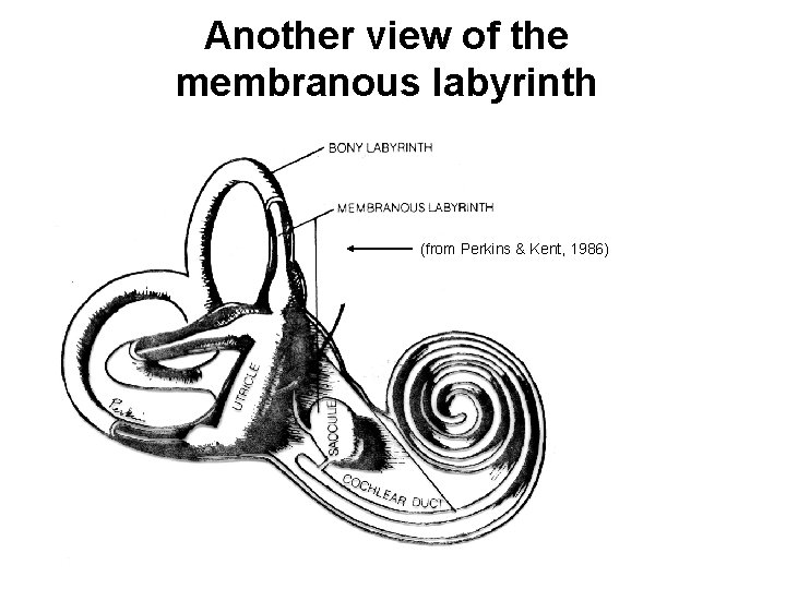 Another view of the membranous labyrinth (from Perkins & Kent, 1986) 