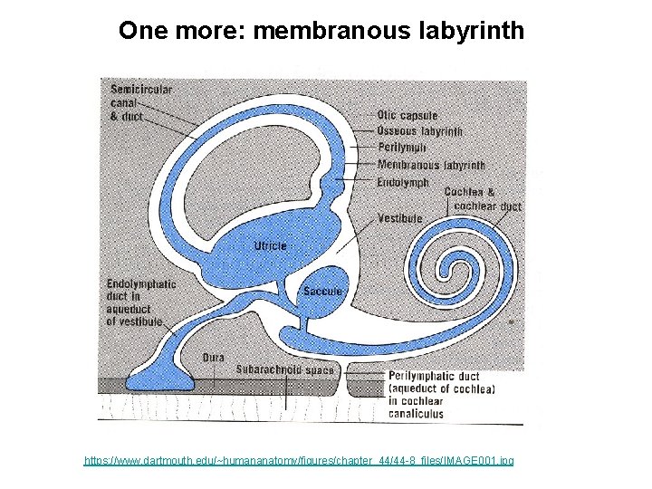 One more: membranous labyrinth https: //www. dartmouth. edu/~humananatomy/figures/chapter_44/44 -8_files/IMAGE 001. jpg 