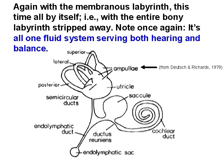 Again with the membranous labyrinth, this time all by itself; i. e. , with