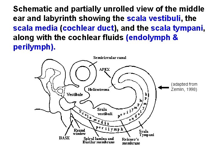 Schematic and partially unrolled view of the middle ear and labyrinth showing the scala