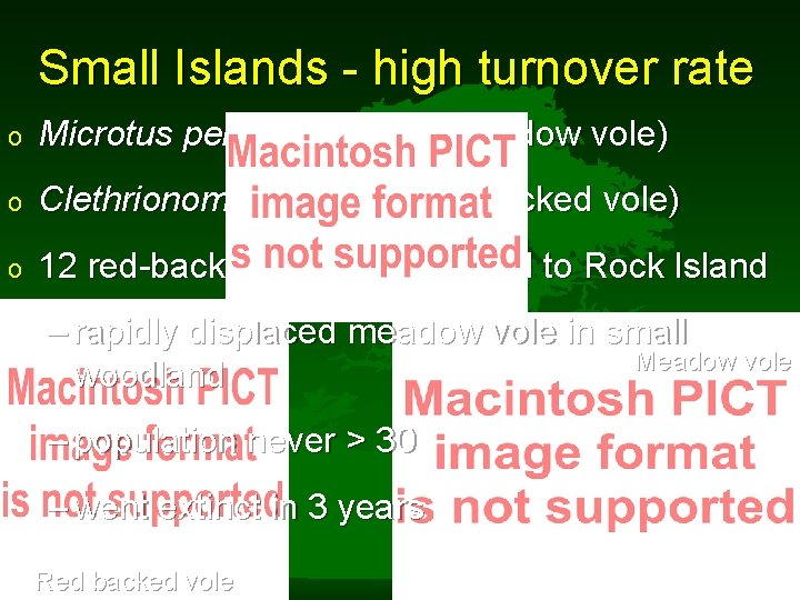 Small Islands - high turnover rate o Microtus pennsylvanicus (meadow vole) o Clethrionomys gapperi