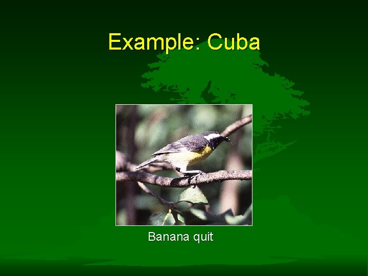 Example: Cuba Banana quit 