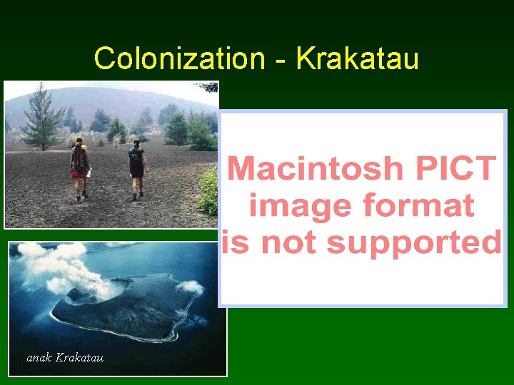Colonization - Krakatau anak Krakatau 