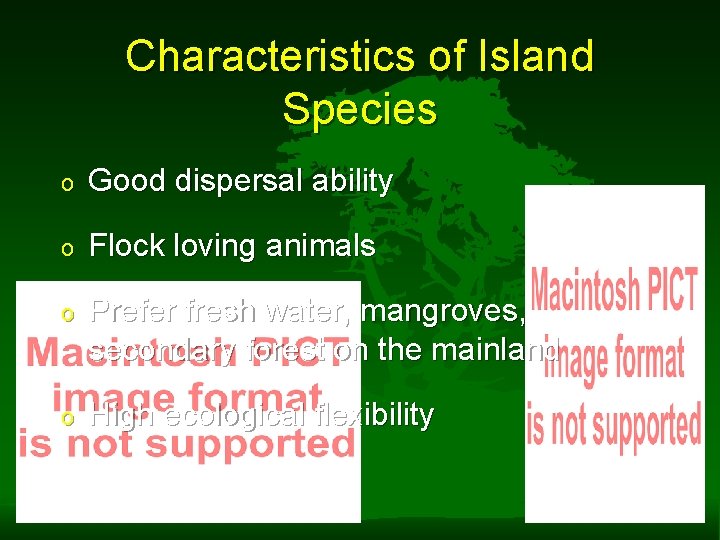 Characteristics of Island Species o Good dispersal ability o Flock loving animals o Prefer