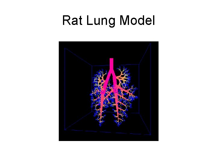 Rat Lung Model 