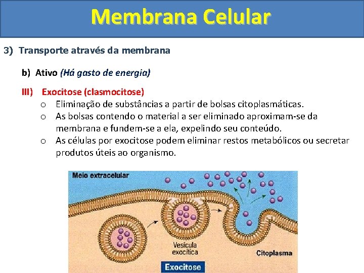 Membrana Celular 3) Transporte através da membrana b) Ativo (Há gasto de energia) III)