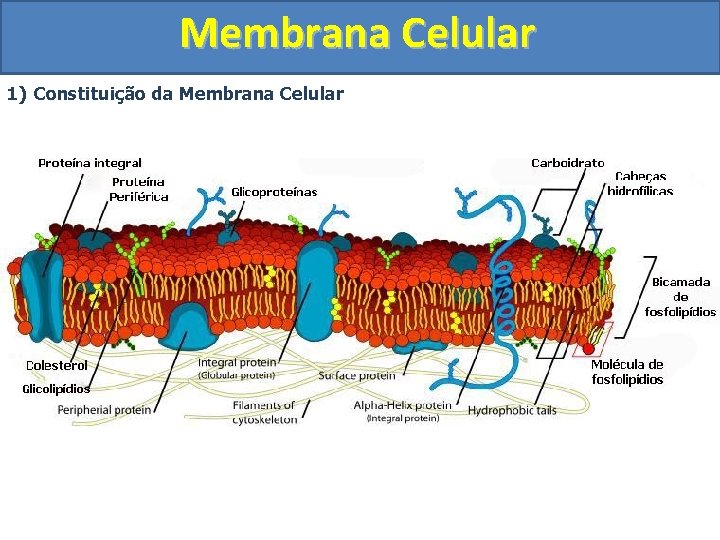 Membrana Celular 1) Constituição da Membrana Celular 