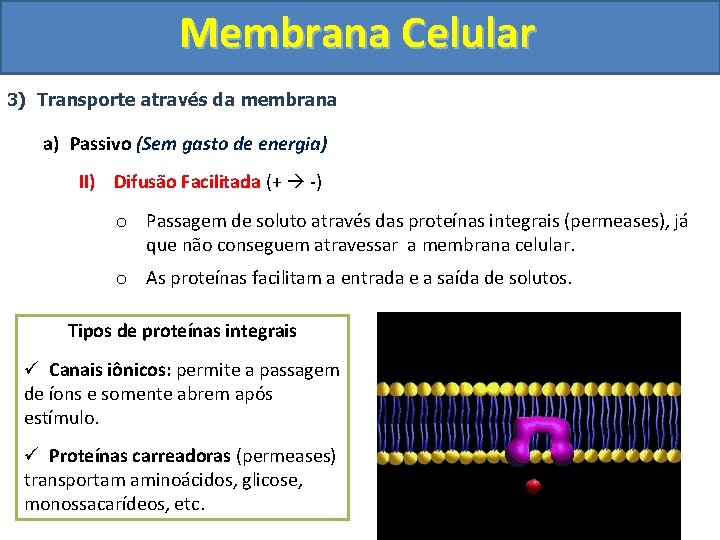 Membrana Celular 3) Transporte através da membrana a) Passivo (Sem gasto de energia) II)