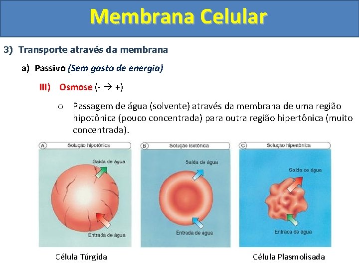 Membrana Celular 3) Transporte através da membrana a) Passivo (Sem gasto de energia) III)