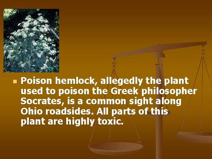 n Poison hemlock, allegedly the plant used to poison the Greek philosopher Socrates, is