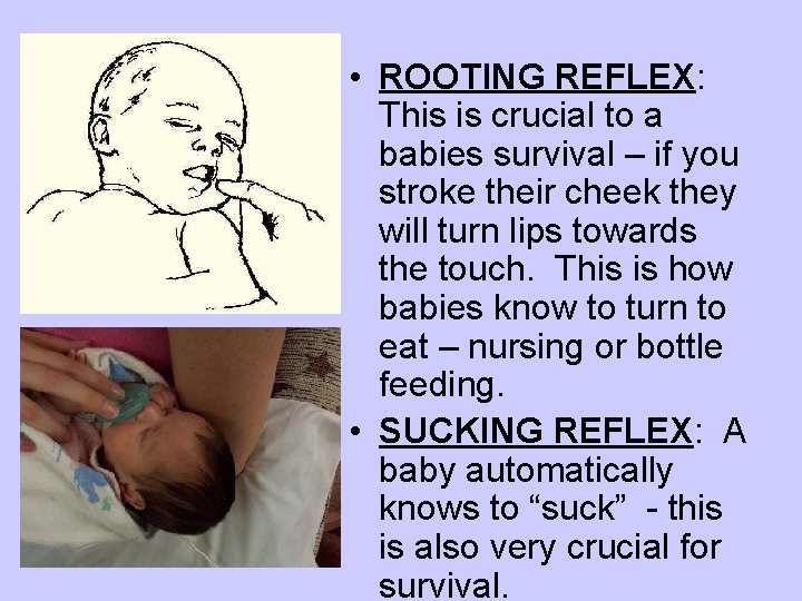 • ROOTING REFLEX: This is crucial to a babies survival – if you