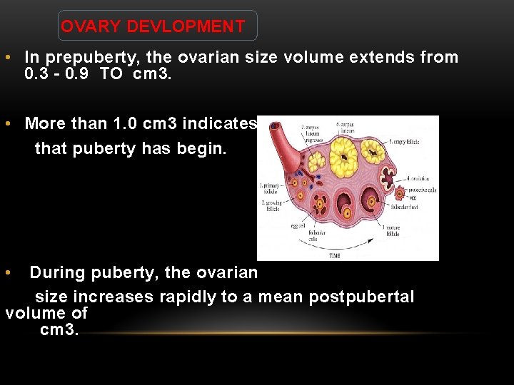 OVARY DEVLOPMENT • In prepuberty, the ovarian size volume extends from 0. 3 -