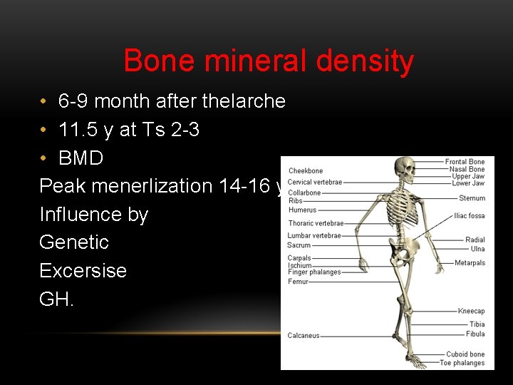 Bone mineral density • 6 -9 month after thelarche • 11. 5 y at