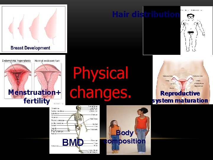 Hair distribution Menstruation+ fertility Physical changes. BMD Body composition Reproductive system maturation 