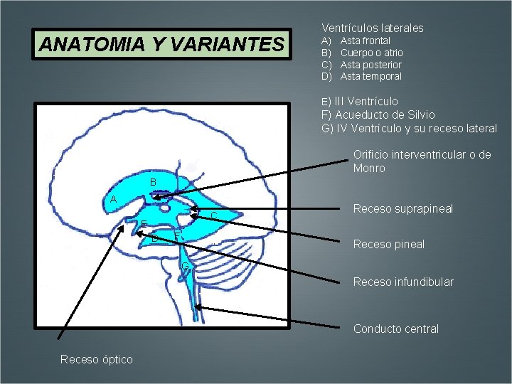 ANATOMIA Y VARIANTES Ventrículos laterales A) B) C) D) Asta frontal Cuerpo o atrio
