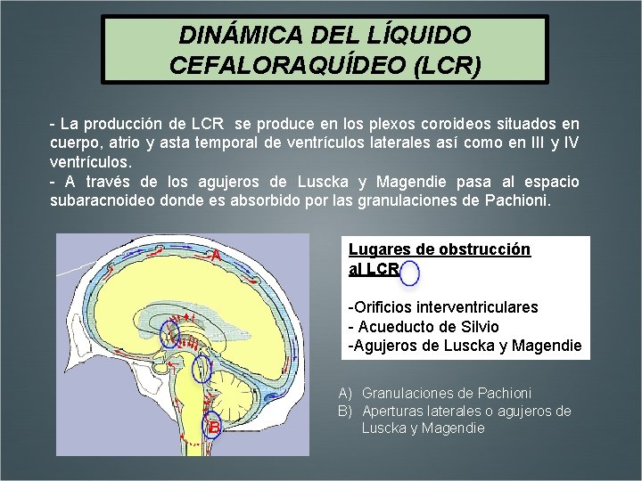 DINÁMICA DEL LÍQUIDO CEFALORAQUÍDEO (LCR) - La producción de LCR se produce en los
