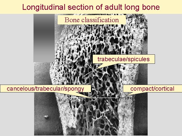 Longitudinal section of adult long bone Bone classification trabeculae/spicules cancelous/trabecular/spongy compact/cortical 