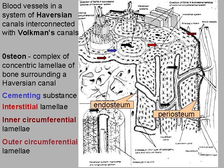 Blood vessels in a system of Haversian canals interconnected with Volkman’s canals 0 steon