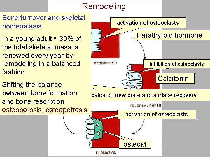 Remodeling Bone turnover and skeletal homeostasis In a young adult ≈ 30% of the