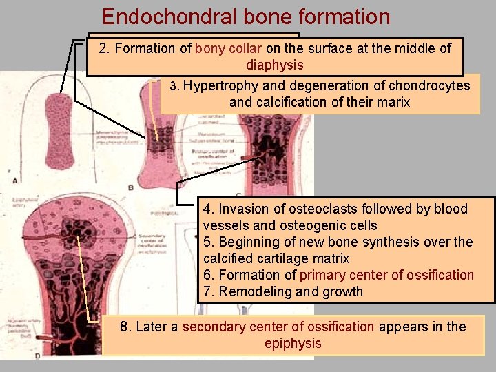 Endochondral bone formation 1. Formation Starting with model 2. of cartilage bony collar on