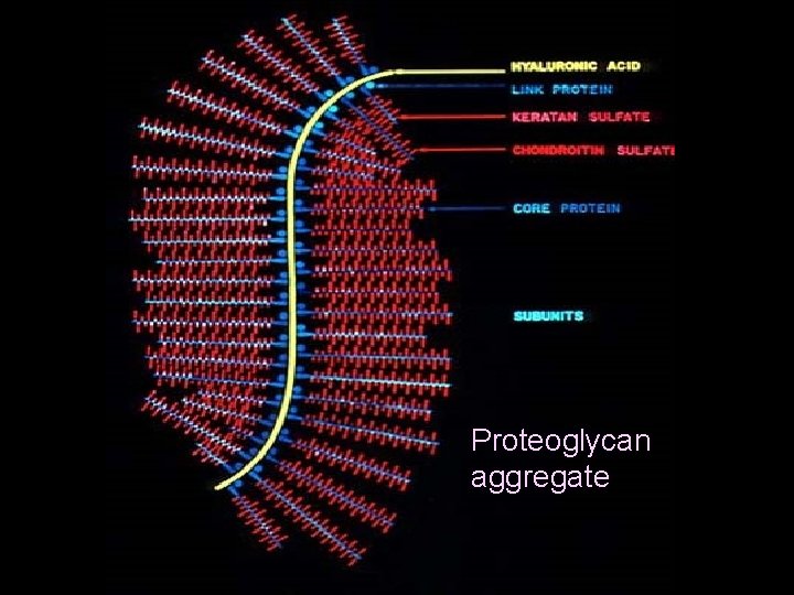 piokl Proteoglycan aggregate 