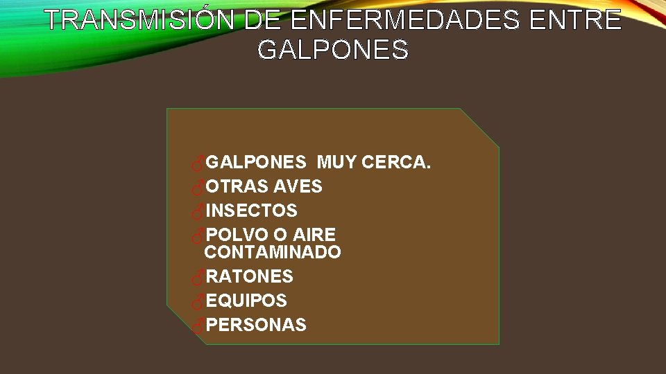TRANSMISIÓN DE ENFERMEDADES ENTRE GALPONES ♂GALPONES MUY CERCA. ♂OTRAS AVES ♂INSECTOS ♂POLVO O AIRE