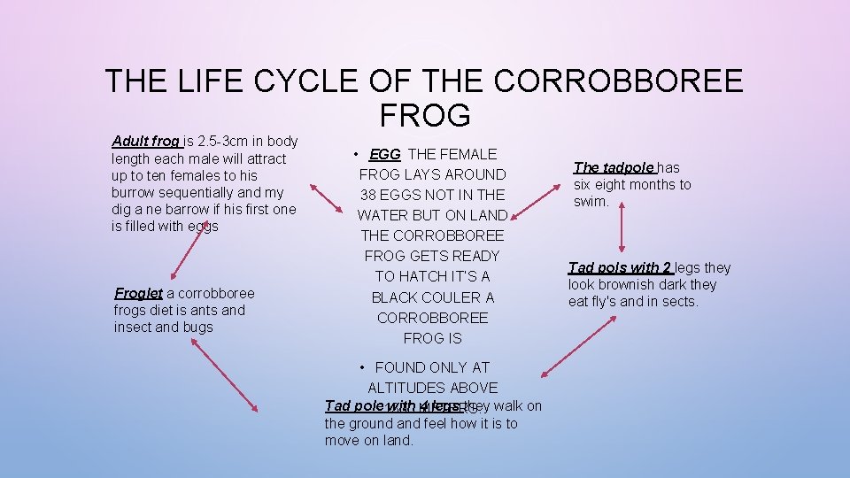 THE LIFE CYCLE OF THE CORROBBOREE FROG Adult frog is 2. 5 -3 cm