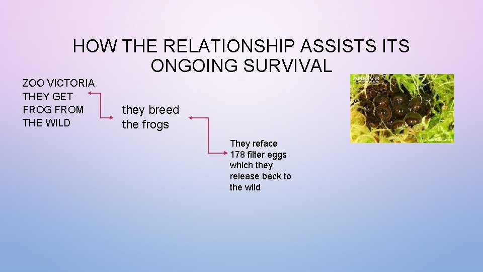 HOW THE RELATIONSHIP ASSISTS ITS ONGOING SURVIVAL ZOO VICTORIA THEY GET FROG FROM THE
