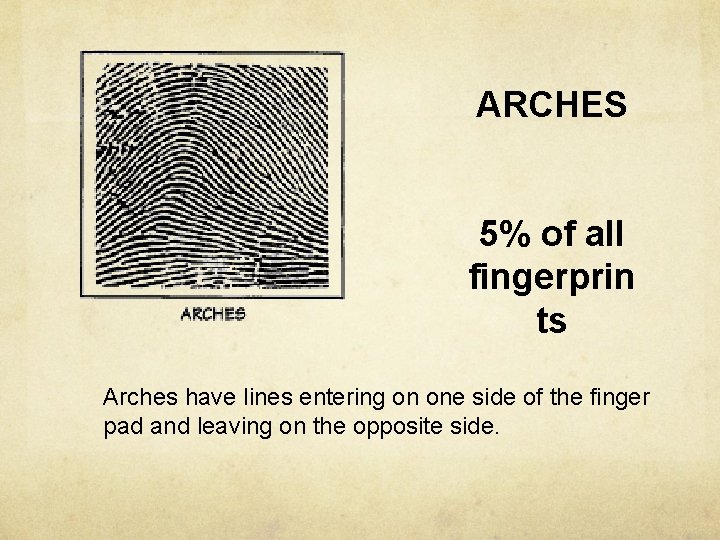 ARCHES 5% of all fingerprin ts Arches have lines entering on one side of