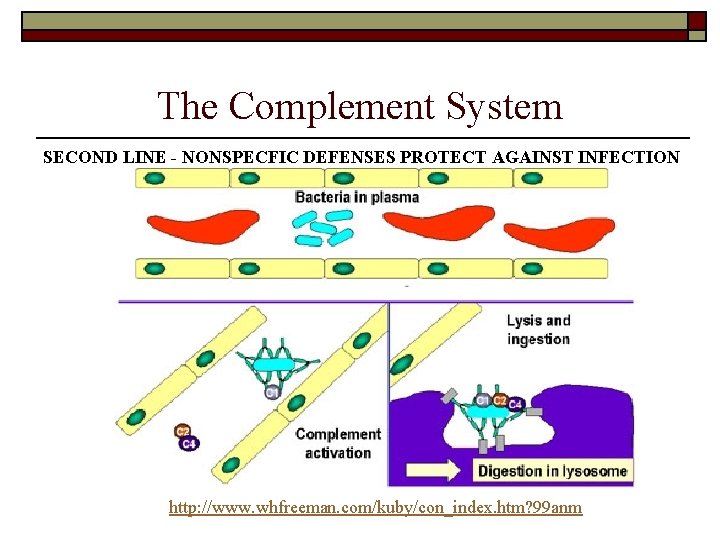 The Complement System SECOND LINE - NONSPECFIC DEFENSES PROTECT AGAINST INFECTION http: //www. whfreeman. The Complement System SECOND LINE - NONSPECFIC DEFENSES PROTECT AGAINST INFECTION http: //www. whfreeman.