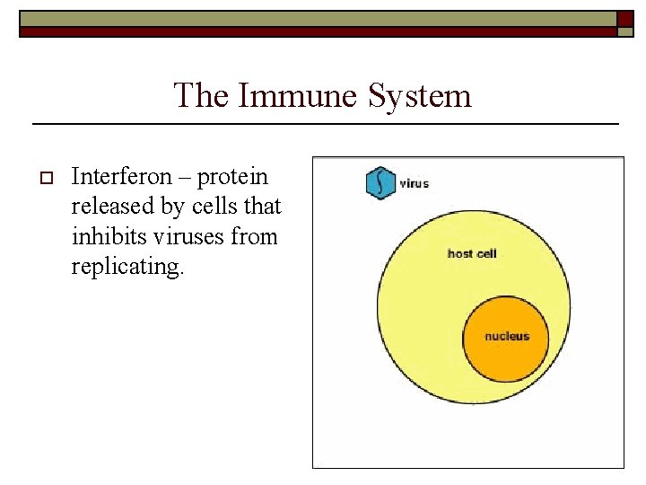 The Immune System o Interferon – protein released by cells that inhibits viruses from The Immune System o Interferon – protein released by cells that inhibits viruses from