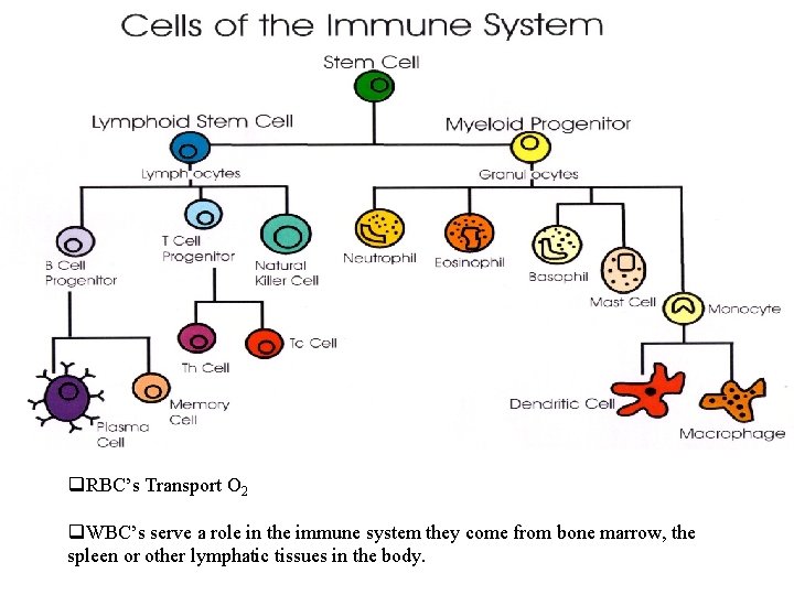 q. RBC’s Transport O 2 q. WBC’s serve a role in the immune system q. RBC’s Transport O 2 q. WBC’s serve a role in the immune system