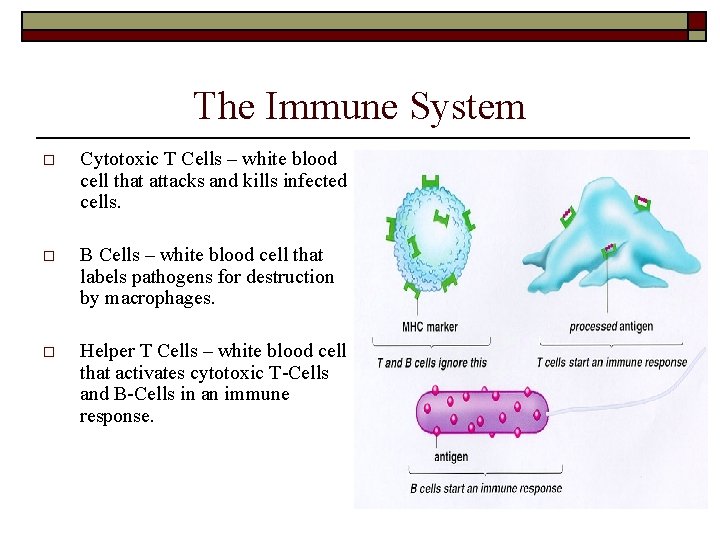 The Immune System o Cytotoxic T Cells – white blood cell that attacks and The Immune System o Cytotoxic T Cells – white blood cell that attacks and