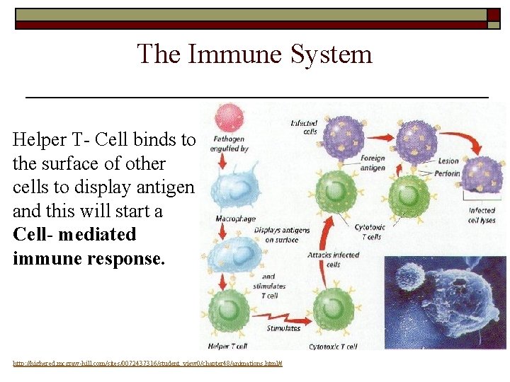 The Immune System Helper T- Cell binds to the surface of other cells to The Immune System Helper T- Cell binds to the surface of other cells to