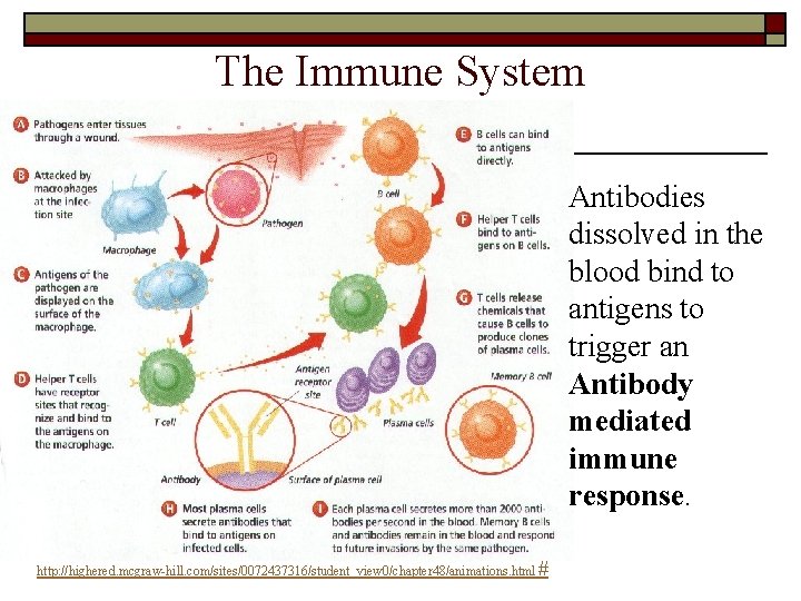 The Immune System Antibodies dissolved in the blood bind to antigens to trigger an The Immune System Antibodies dissolved in the blood bind to antigens to trigger an