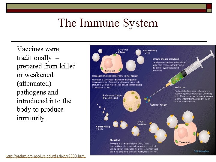 The Immune System Vaccines were traditionally – prepared from killed or weakened (attenuated) pathogens The Immune System Vaccines were traditionally – prepared from killed or weakened (attenuated) pathogens