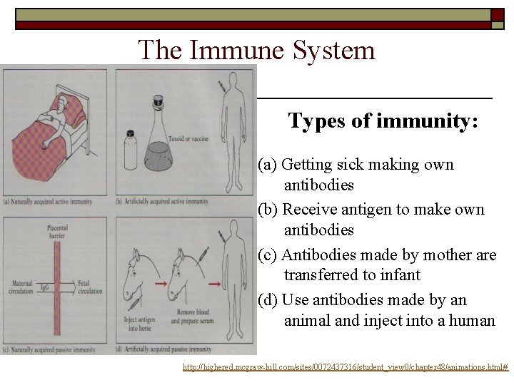 The Immune System Types of immunity: (a) Getting sick making own antibodies (b) Receive The Immune System Types of immunity: (a) Getting sick making own antibodies (b) Receive