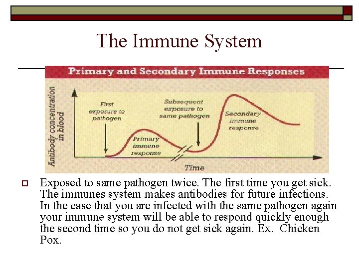 The Immune System o Exposed to same pathogen twice. The first time you get The Immune System o Exposed to same pathogen twice. The first time you get