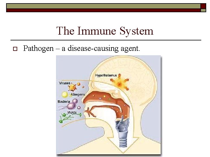 The Immune System o Pathogen – a disease-causing agent. The Immune System o Pathogen – a disease-causing agent.