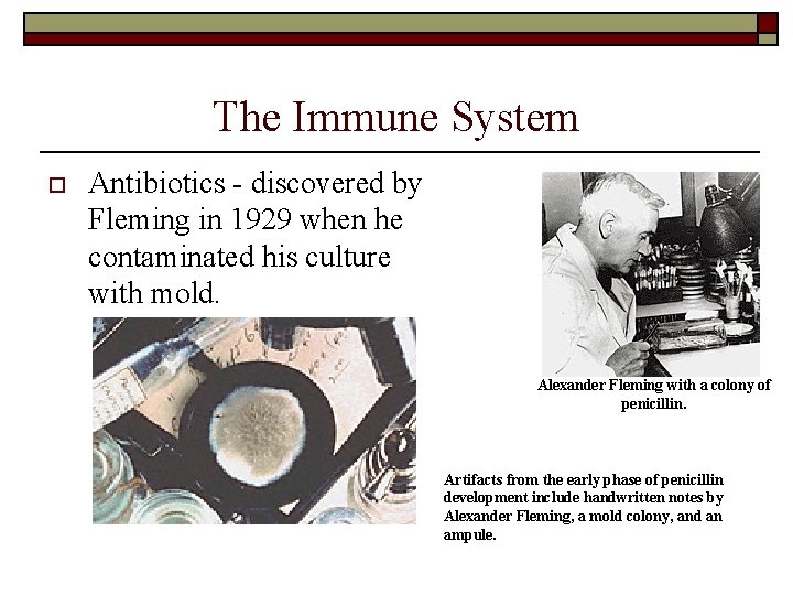 The Immune System o Antibiotics - discovered by Fleming in 1929 when he contaminated The Immune System o Antibiotics - discovered by Fleming in 1929 when he contaminated
