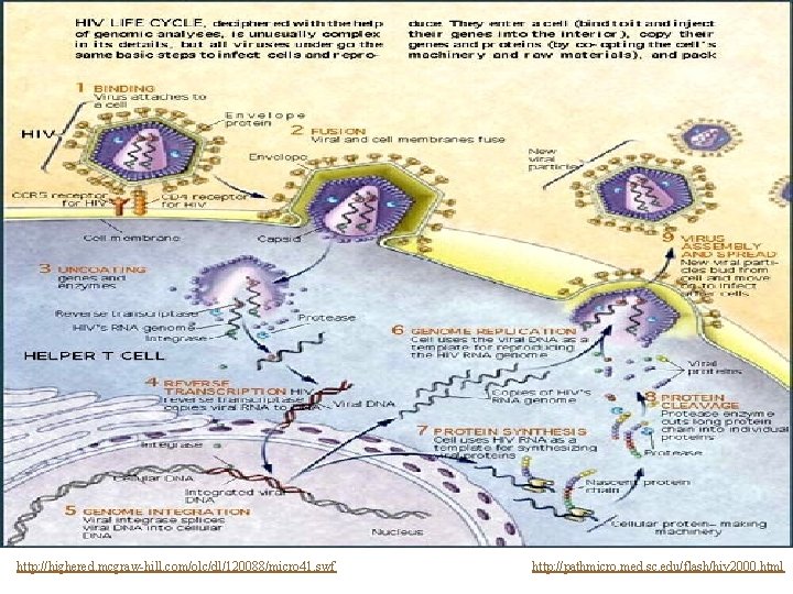 http: //highered. mcgraw-hill. com/olc/dl/120088/micro 41. swf http: //pathmicro. med. sc. edu/flash/hiv 2000. html http: //highered. mcgraw-hill. com/olc/dl/120088/micro 41. swf http: //pathmicro. med. sc. edu/flash/hiv 2000. html