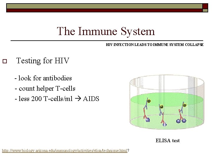 The Immune System HIV INFECTION LEADS TO IMMUNE SYSTEM COLLAPSE o Testing for HIV The Immune System HIV INFECTION LEADS TO IMMUNE SYSTEM COLLAPSE o Testing for HIV