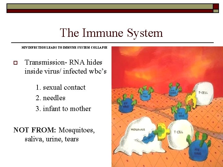 The Immune System HIV INFECTION LEADS TO IMMUNE SYSTEM COLLAPSE o Transmission- RNA hides The Immune System HIV INFECTION LEADS TO IMMUNE SYSTEM COLLAPSE o Transmission- RNA hides