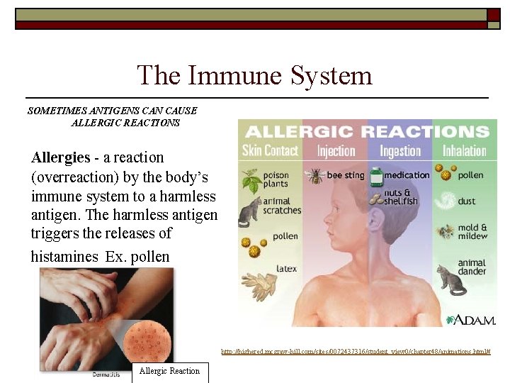 The Immune System SOMETIMES ANTIGENS CAN CAUSE ALLERGIC REACTIONS Allergies - a reaction (overreaction) The Immune System SOMETIMES ANTIGENS CAN CAUSE ALLERGIC REACTIONS Allergies - a reaction (overreaction)