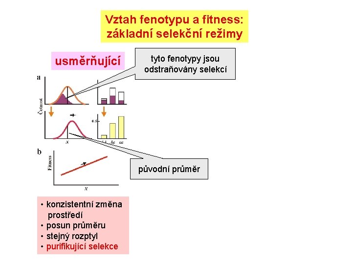 Vztah fenotypu a fitness: základní selekční režimy usměrňující tyto fenotypy jsou odstraňovány selekcí původní