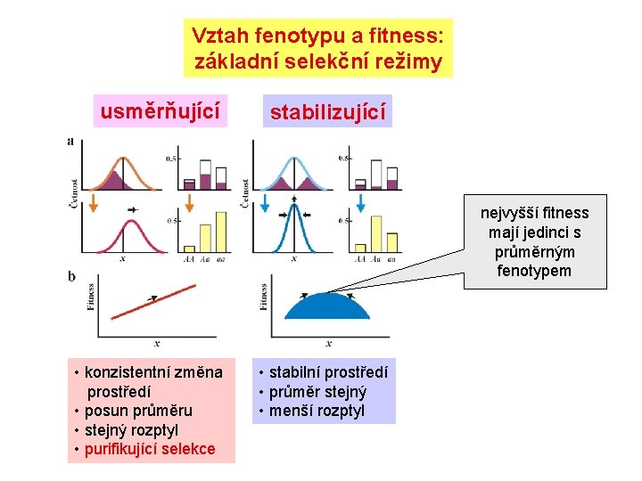 Vztah fenotypu a fitness: základní selekční režimy usměrňující stabilizující nejvyšší fitness mají jedinci s